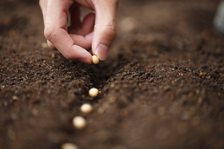 Young woman planting seeds in soil, closeup. Gardening conceptの写真素材