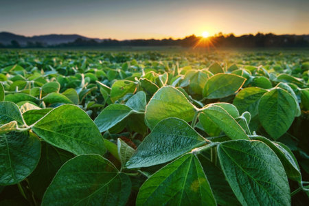 Soybean field at sunset. Soybean field at sunset. Soybean field at sunsetの写真素材
