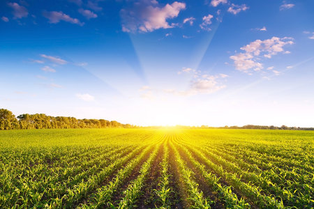 Soybean field and blue sky at sunset. Agricultural landscape.の写真素材