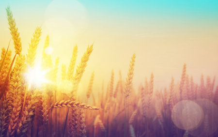 Wheat field. Ears of golden wheat close up. Beautiful Nature Sunset Landscape.の写真素材