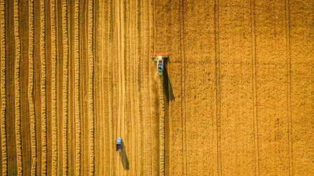 Harvester machine working in field . Combine harvester agriculture machine harvesting golden ripe wheat field. Agriculture. Aerial view. From above.の写真素材