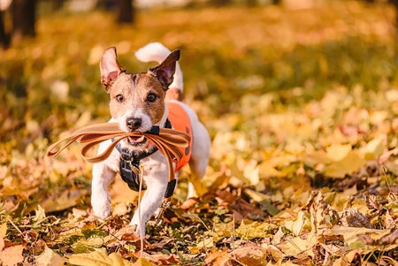Jack Russell Terrier dog in orange jacket playing with a rope in the autumn park.の写真素材