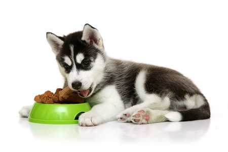 Siberian Husky puppy eating from a bowl isolated on white backgroundの写真素材
