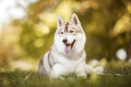 Portrait of a beautiful siberian husky dog lying on the grassの写真素材