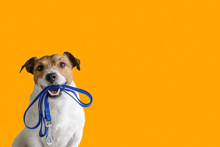 Jack russell terrier dog with leash on yellow background.の写真素材