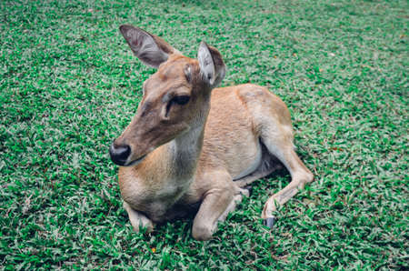 A young barasinga deer is resting in natureの写真素材
