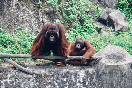 A family of orangutans resting in a rocky area. Two monkeys are resting in nature and looking forwardの写真素材