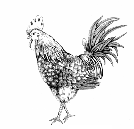Vintage design handmade illustration with proud and beautiful rooster. Hand drawn black cock isolated on white background. Retro illustration for your design.の写真素材