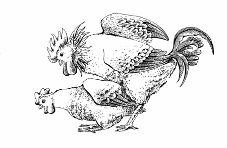 Hard mating of a rooster and hen. Vintage design handmade illustration with two person. Hand drawn brood-hen and cock isolated on white background. Illustration for your design.の写真素材
