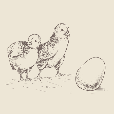 Two chick peeking out of eggs and looking for egg, unhatched chicken. Series sketch illustration for your design working. Graphics, hand drawing vector image. Vintage engraving style.のイラスト素材