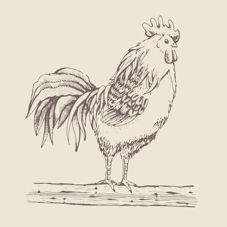 Vector illustration - sketch cock. Series of farm animals. Graphics, handmade drawing Rooster. Vintage engraving style. Isolated chicken bird on the beige background. It is sitting on a tree branchのイラスト素材