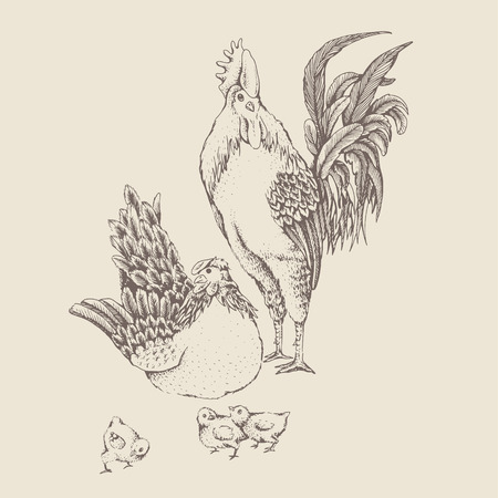 Illustration rooster and hen. Series of farm animals. Graphics, sketch, hand drawing birds family. Rooster fighter and a bully, ready to defend brood and chicken. Vintage engraving style. Family dayのイラスト素材