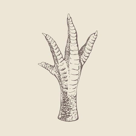 Chicken or rooster or turkey foot. Vintage engraving style.のイラスト素材