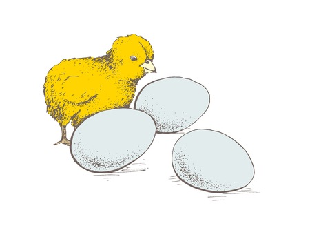 Chick peeking out of eggs. Series sketch illustration for print, infographics or other design working. Graphics, handmade drawing chick with eggs. Chicken vector image. Vintage engraving style.のイラスト素材