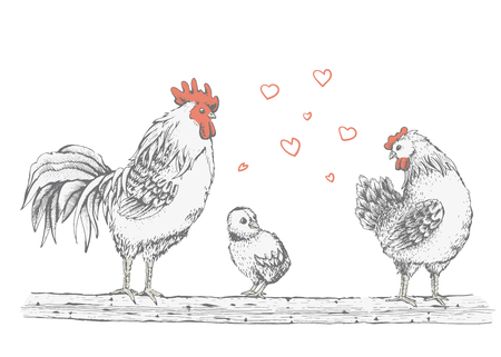 Illustration - sketch rooster, chick and broody. Series of farm animals. Graphics, handmade drawing rooster, chicken and hen. Vintage engraving style. Isolated chicken birds are sitting on a tree branchのイラスト素材