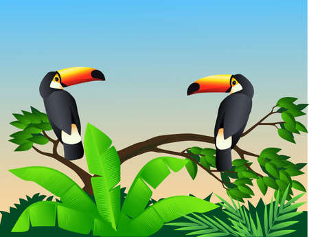 Toucan birdsのイラスト素材