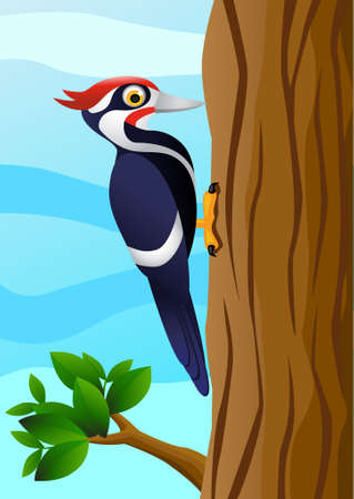 Woodpecker のイラスト素材