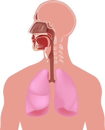 Human anatomyのイラスト素材