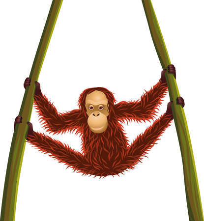 Orangutan hanging timeのイラスト素材