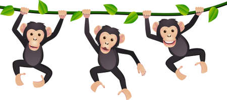 Three chimpanzeeのイラスト素材