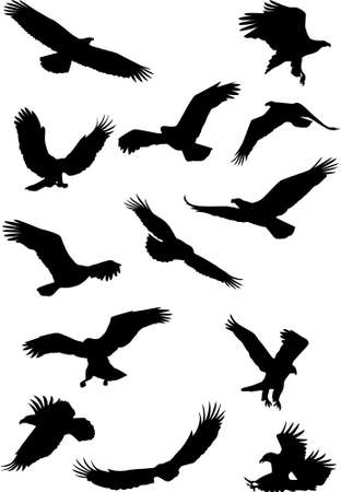 Eagle silhouetteのイラスト素材