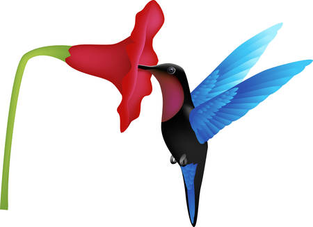 hummingbird vectorのイラスト素材