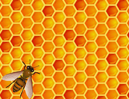 Bee and honey combのイラスト素材