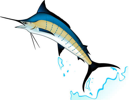 Marlin fishのイラスト素材