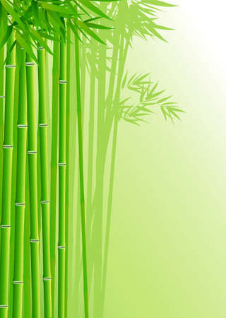 Bamboo forest backgroundの写真素材