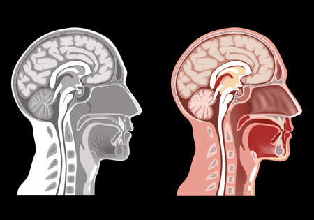Human Head Anatomyの写真素材