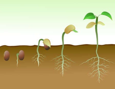 Sequence of bean seeds germination in soil Sequence of bean seeds germination in soil