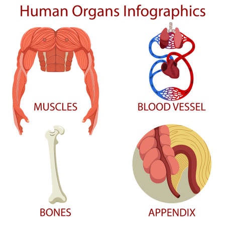 Human organs Infographics isolated on white backgroundのイラスト素材