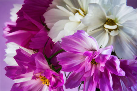 Cosmos bipinnatus closeupの写真素材