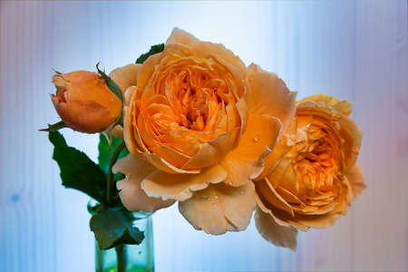 Blooming rose Crown Princess Margaretaの写真素材