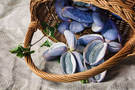 Akebia quinata Chocolate vine fruit in the basketの写真素材