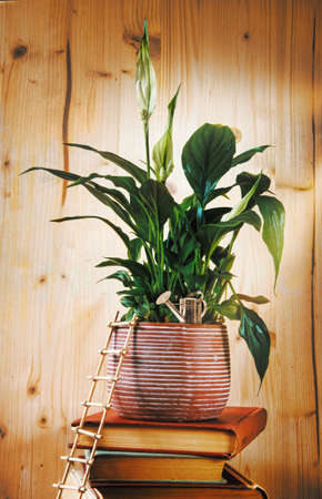 Spathiphyllum in the ceramic pot - still lifeの写真素材