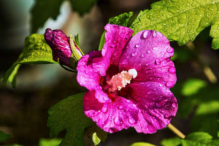 Rose of Sharon Hibiscus syriacus closeupの写真素材