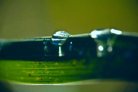 Summer. Drops of dew on the grassの写真素材