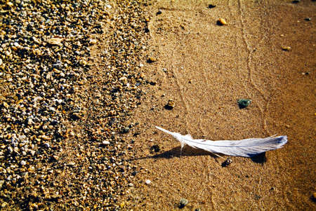 The feather on the golden sand Close-upの写真素材