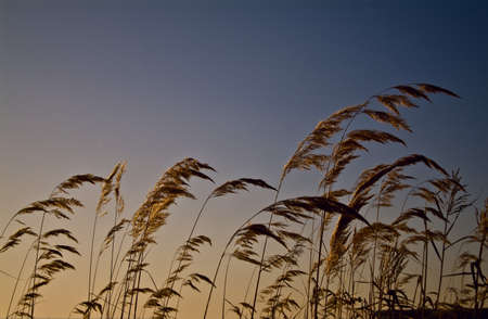 Shoot of the Cereals on the sky backgroundの写真素材