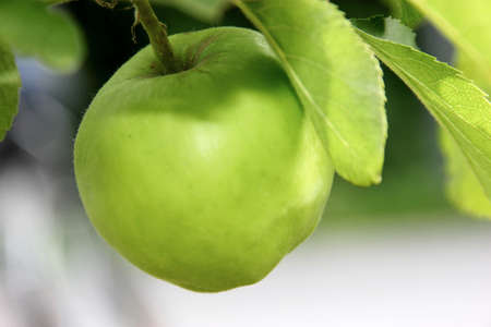 Green apple with leaves in natureの写真素材