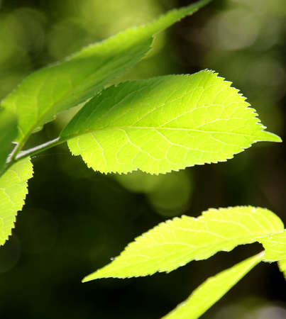 Leaves of a linden tree in the sunshine