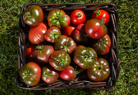 Freshly picked tomatoes in a wicker basketの写真素材