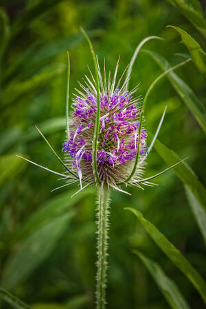Blooming thistle close up on a summer meadowの写真素材