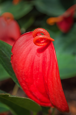 Anthurium flowering in the greenhouse beautifulの写真素材