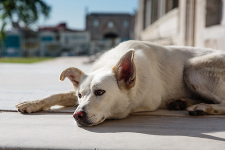Sometimes controversial relationship to dog in Islamic cultureの写真素材