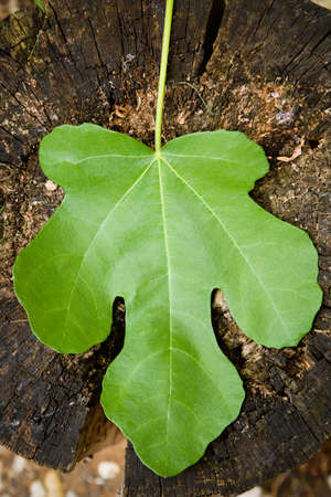 Fig leaf with interesting heavily textured