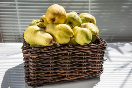 Pears are sweet and fragrant gifts of autumn