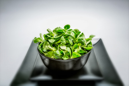 Valerianella locusta, corn salad, lamb's lettuceの写真素材
