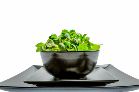 Valerianella locusta, corn salad, lamb's lettuceの写真素材